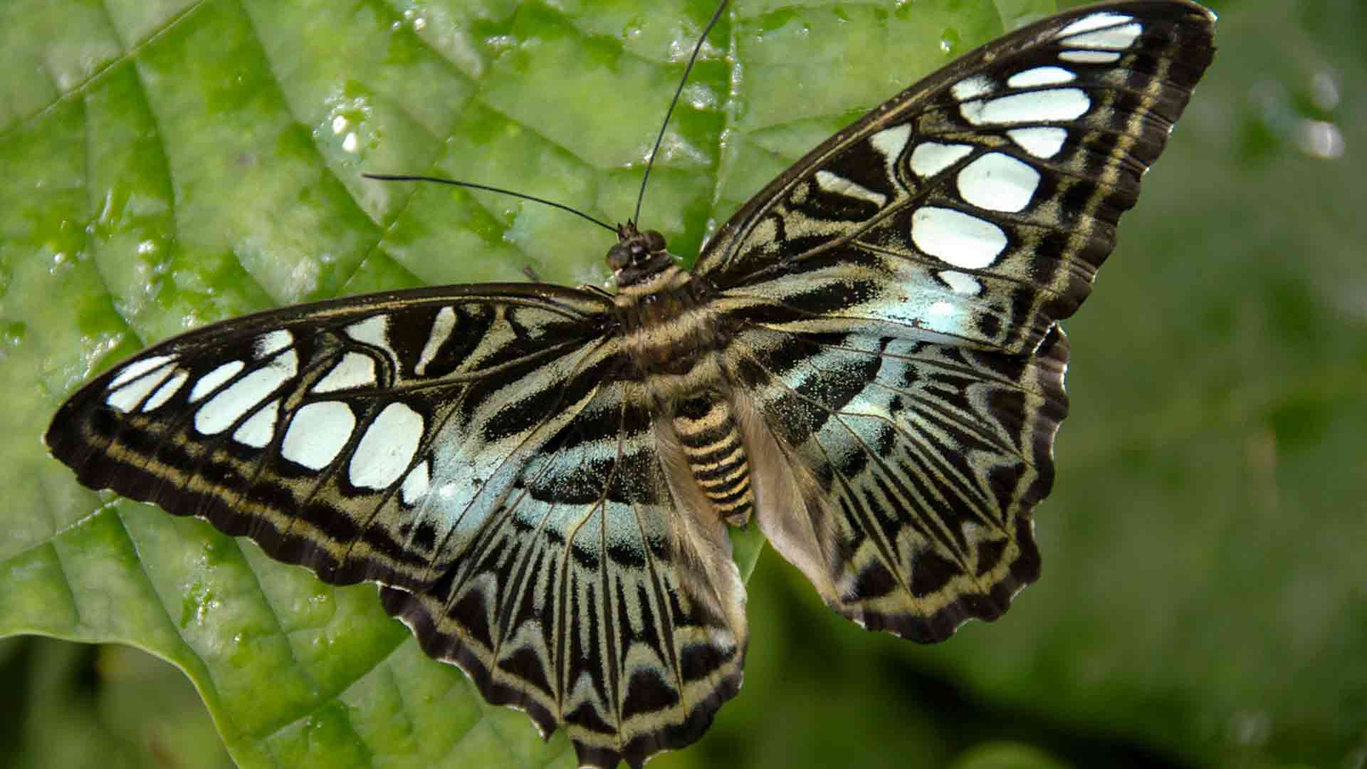 Parthenos sylvia (Clipper)