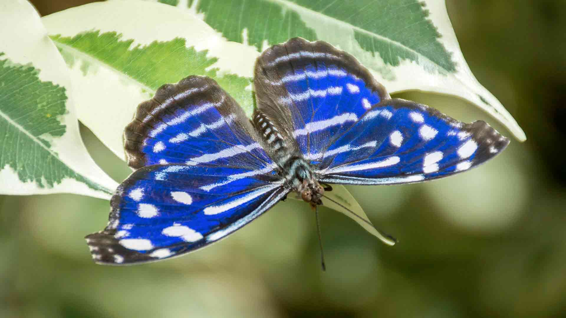 White butterflies — Science Learning Hub