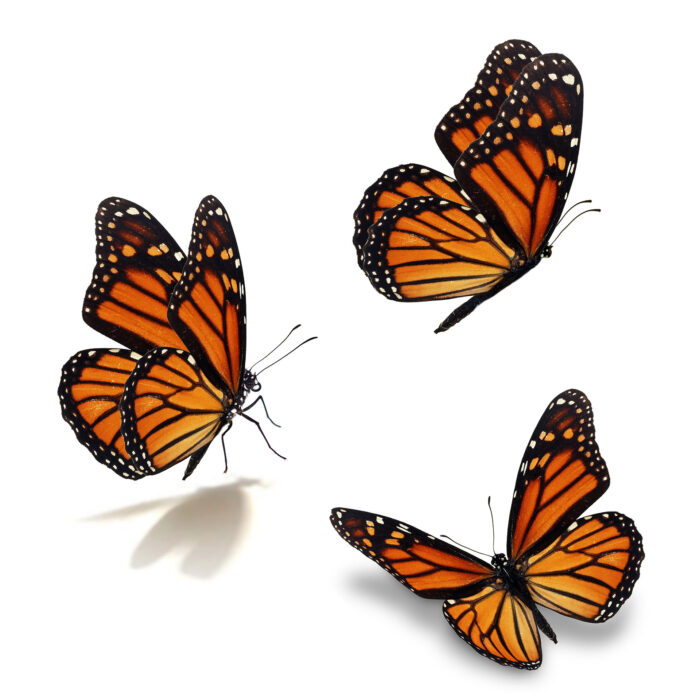 Group of monarch butterflies