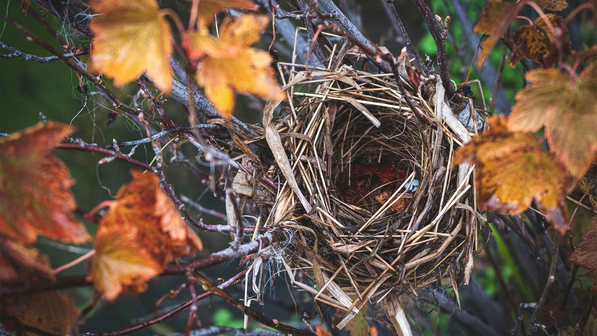 Bird nest in a tree