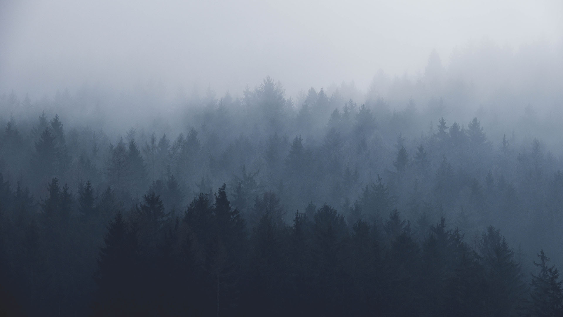 Fog with trees