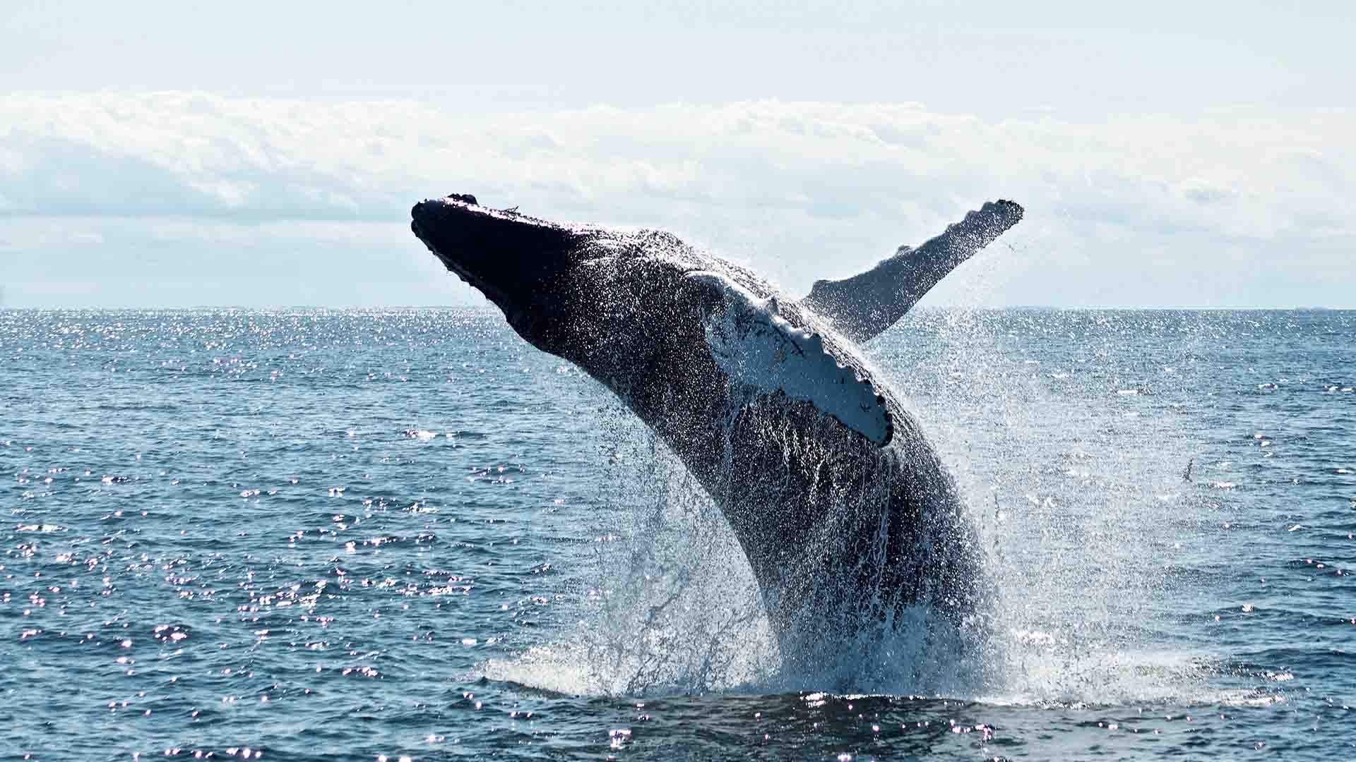 Whale breaching the water