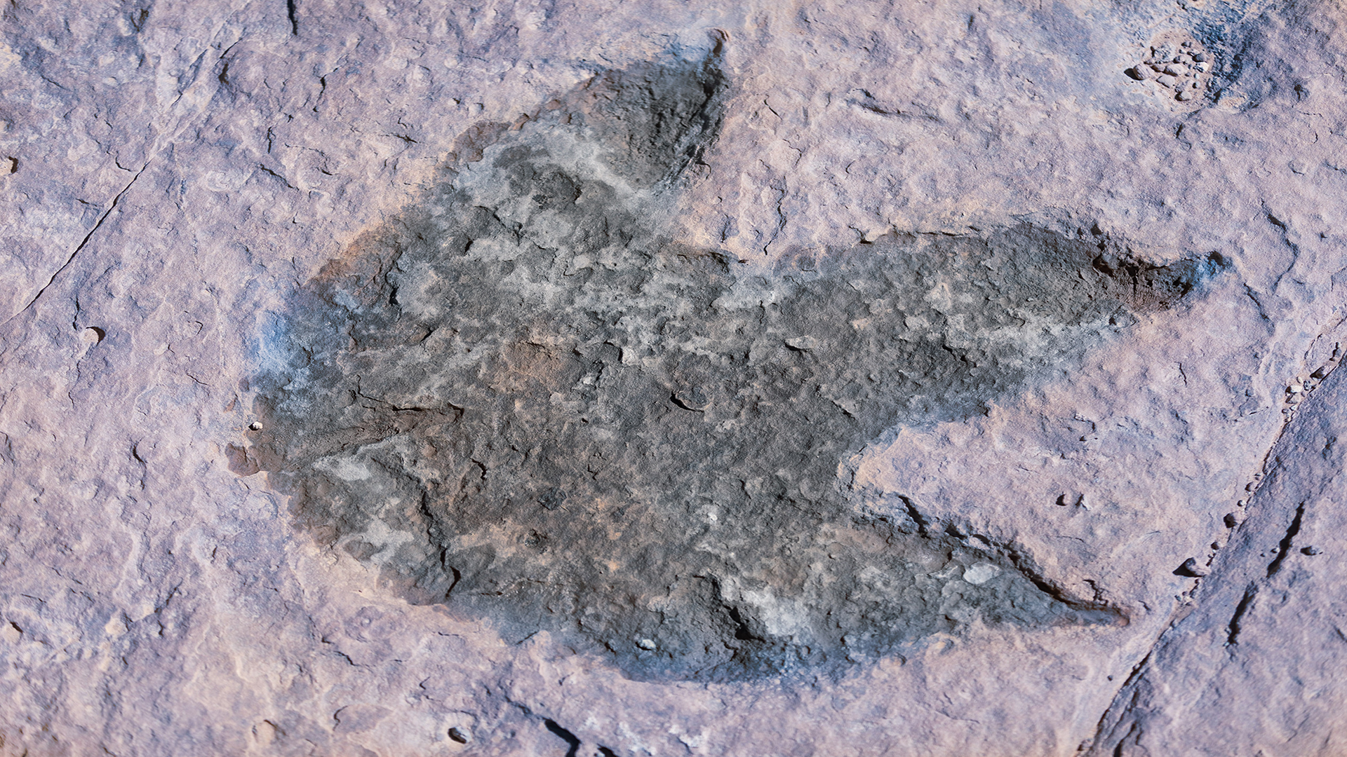 Dinosaur foot fossil