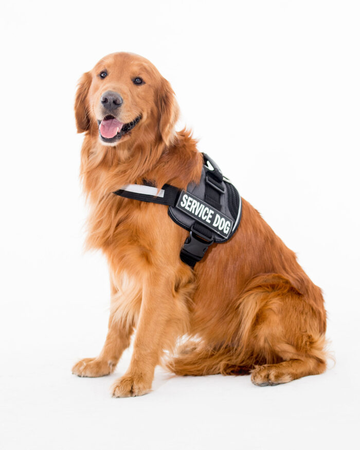Golden retriever with a "Service Dog" vest