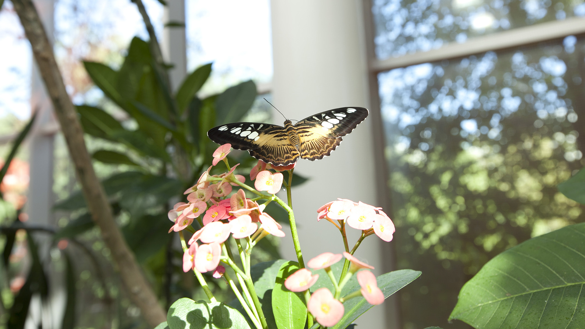 Tropical Butterfly House - Pacific Science Center