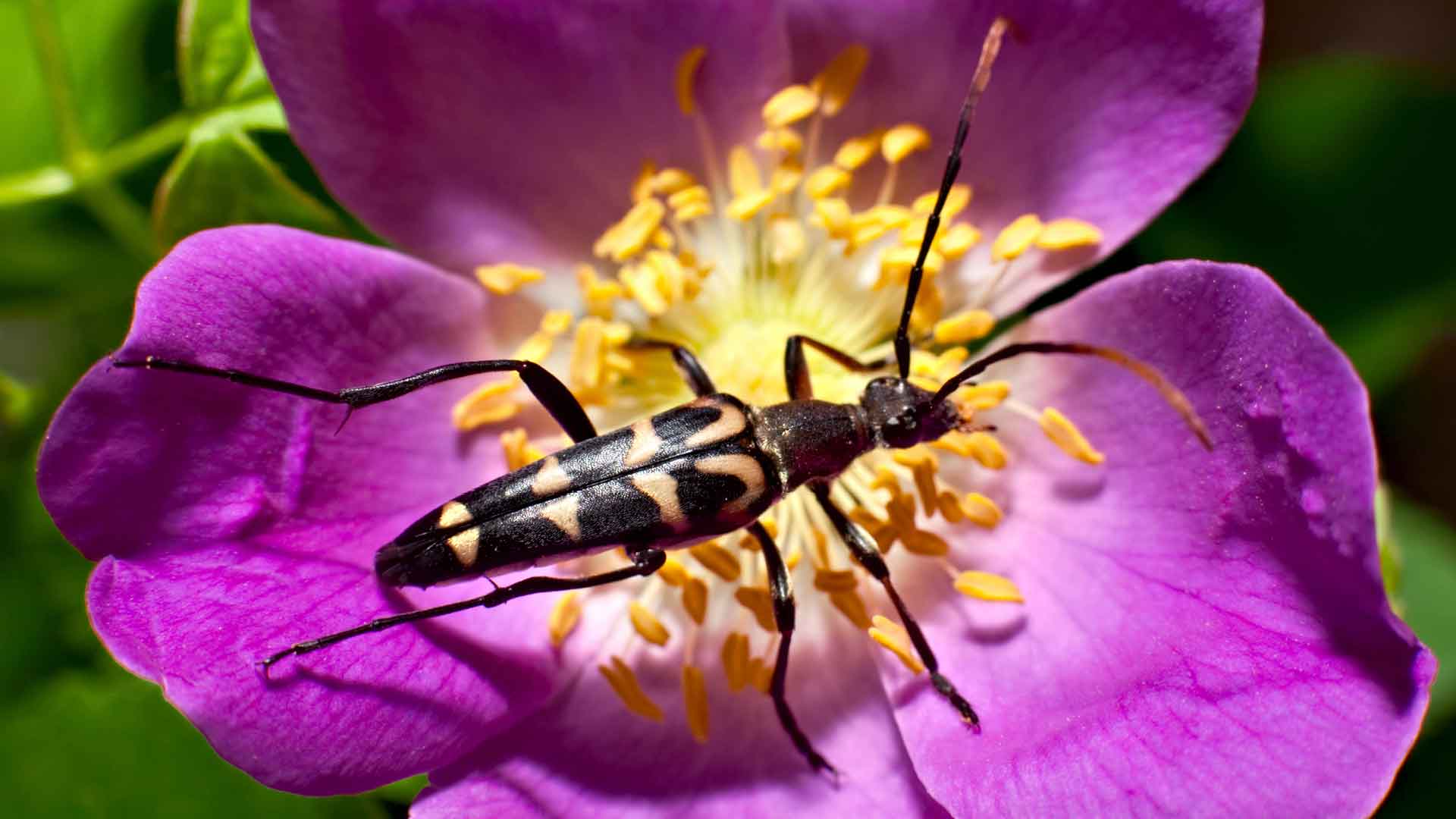 Black and yellow bug on a purple flower