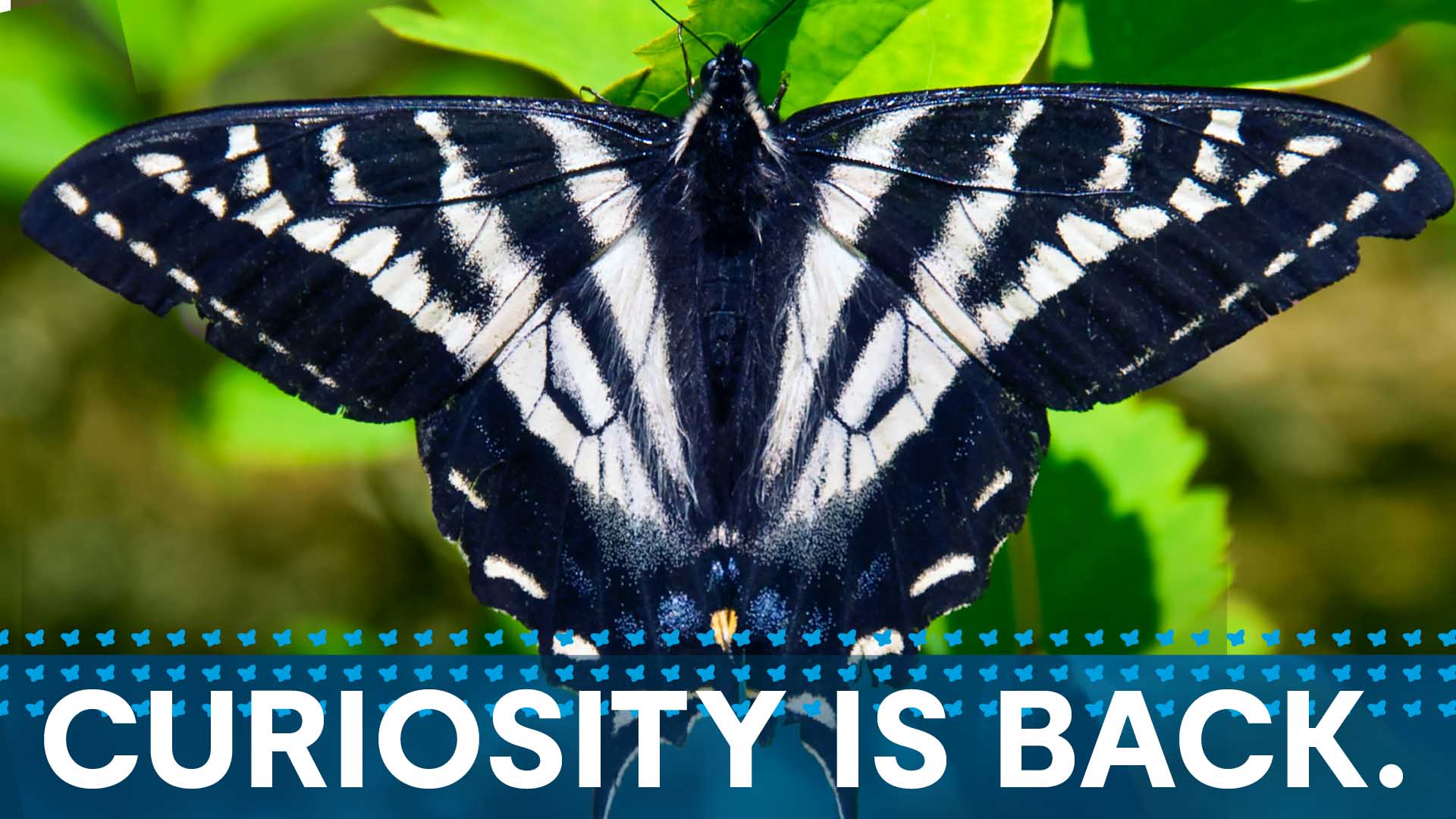 Tiger swallowtail butterfly with the text Curiosity is Back.