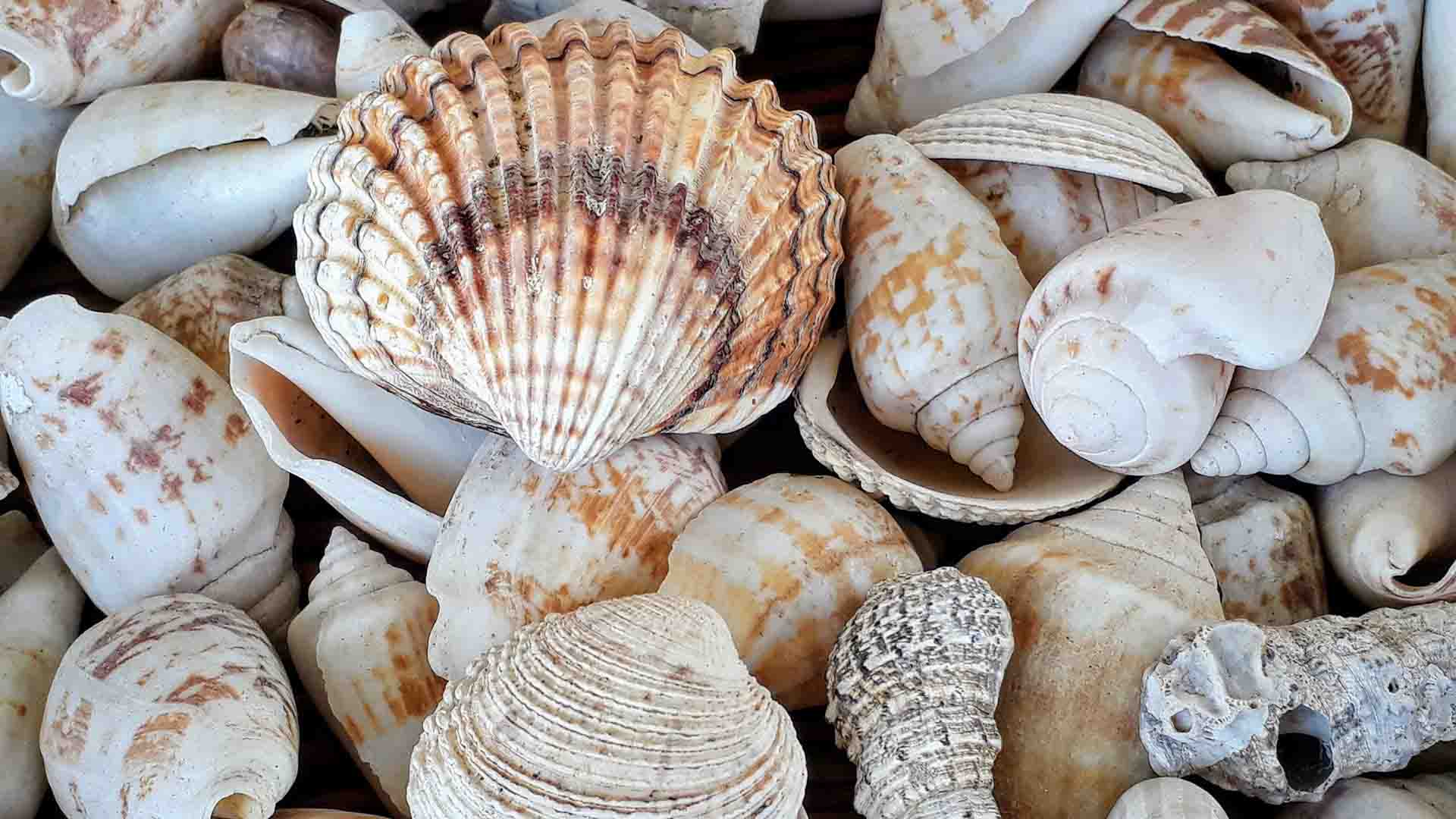 Several different shaped sea shells