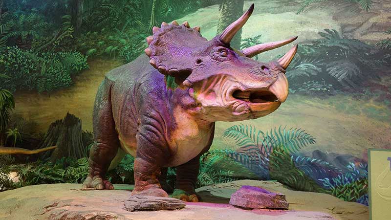 Triceratops statue