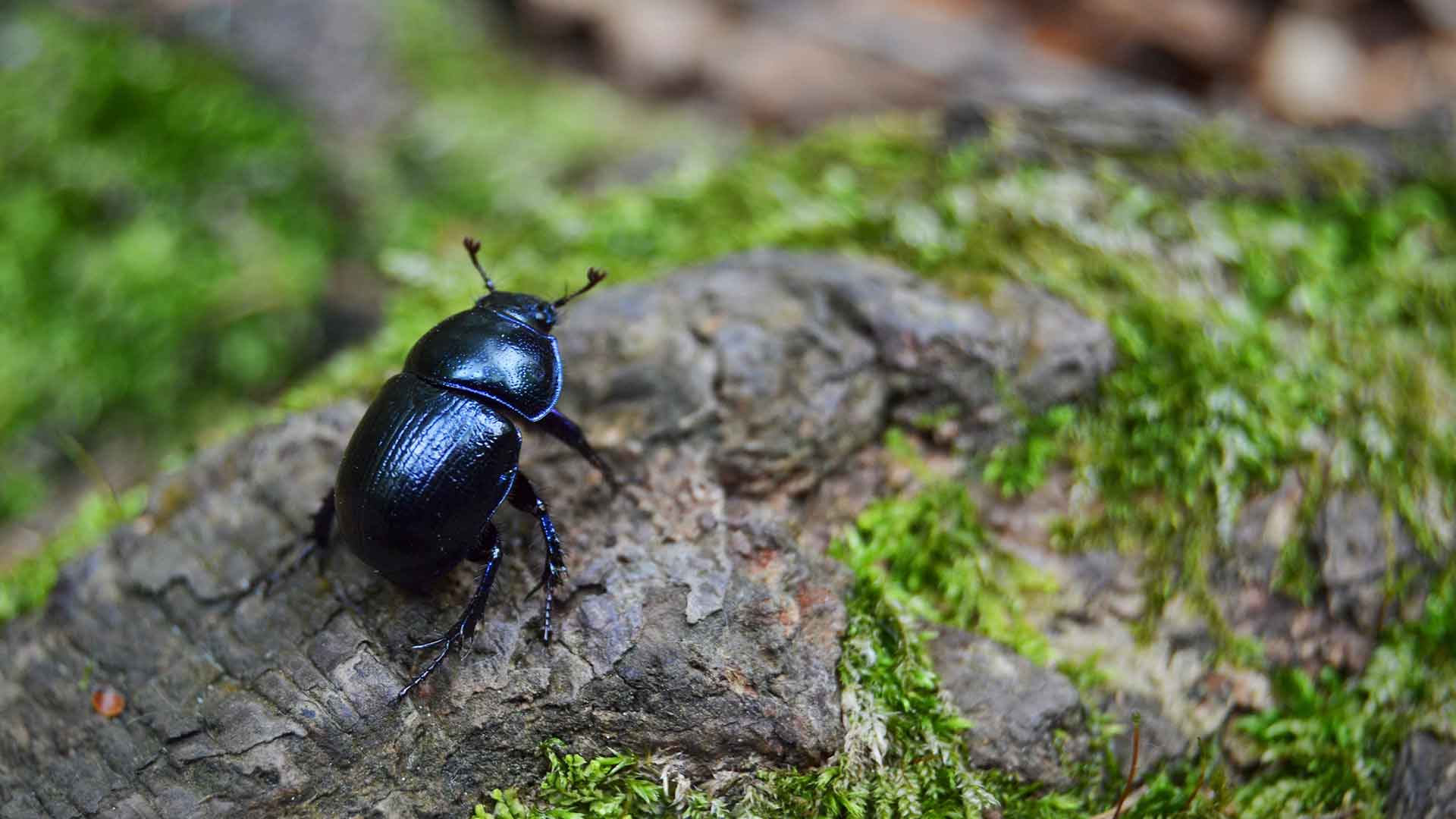 Beetle on a rock