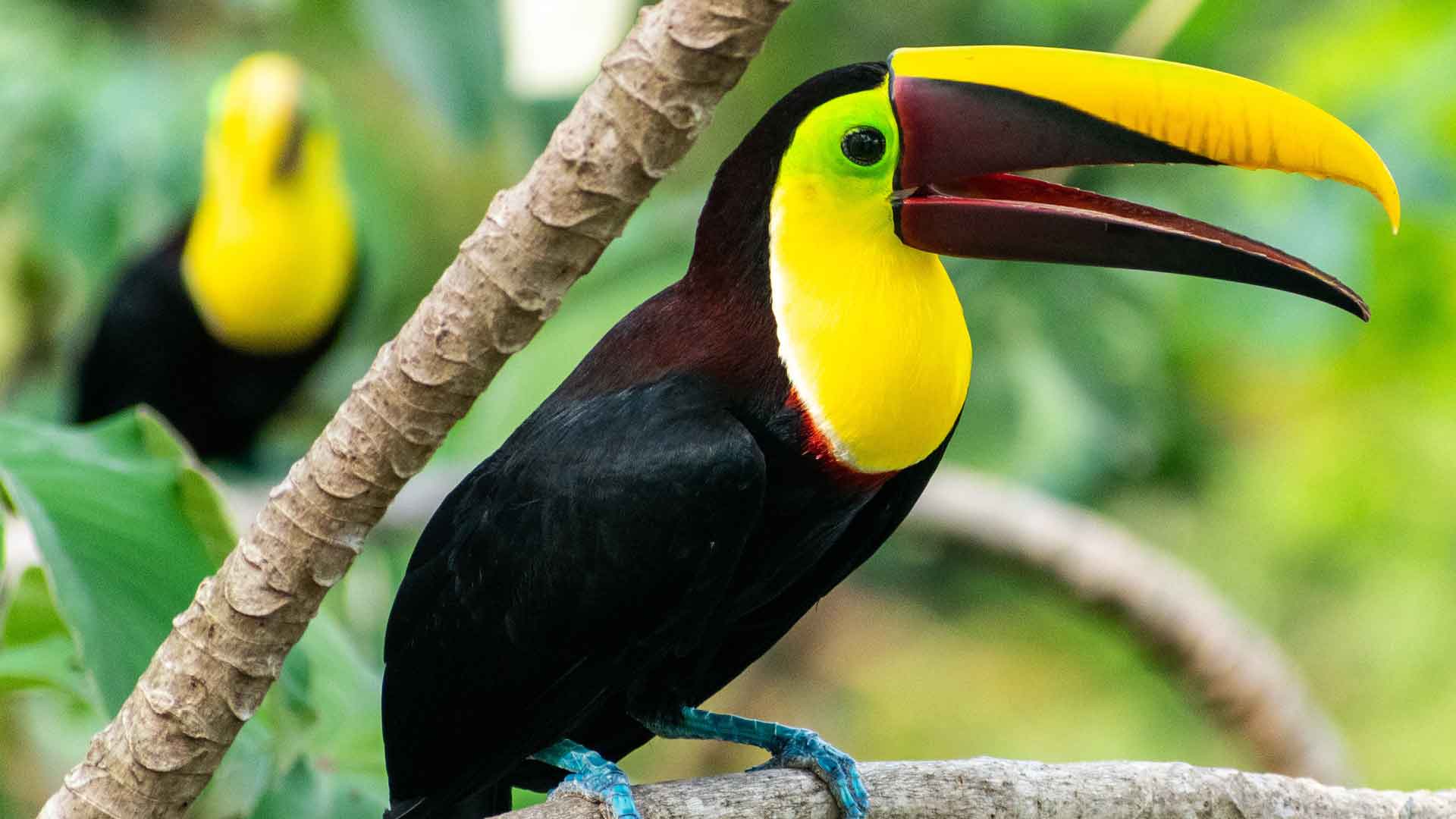 Two toucans on tree branches