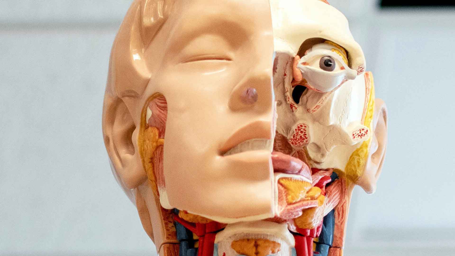 Plastic model human with bone and muscle showing