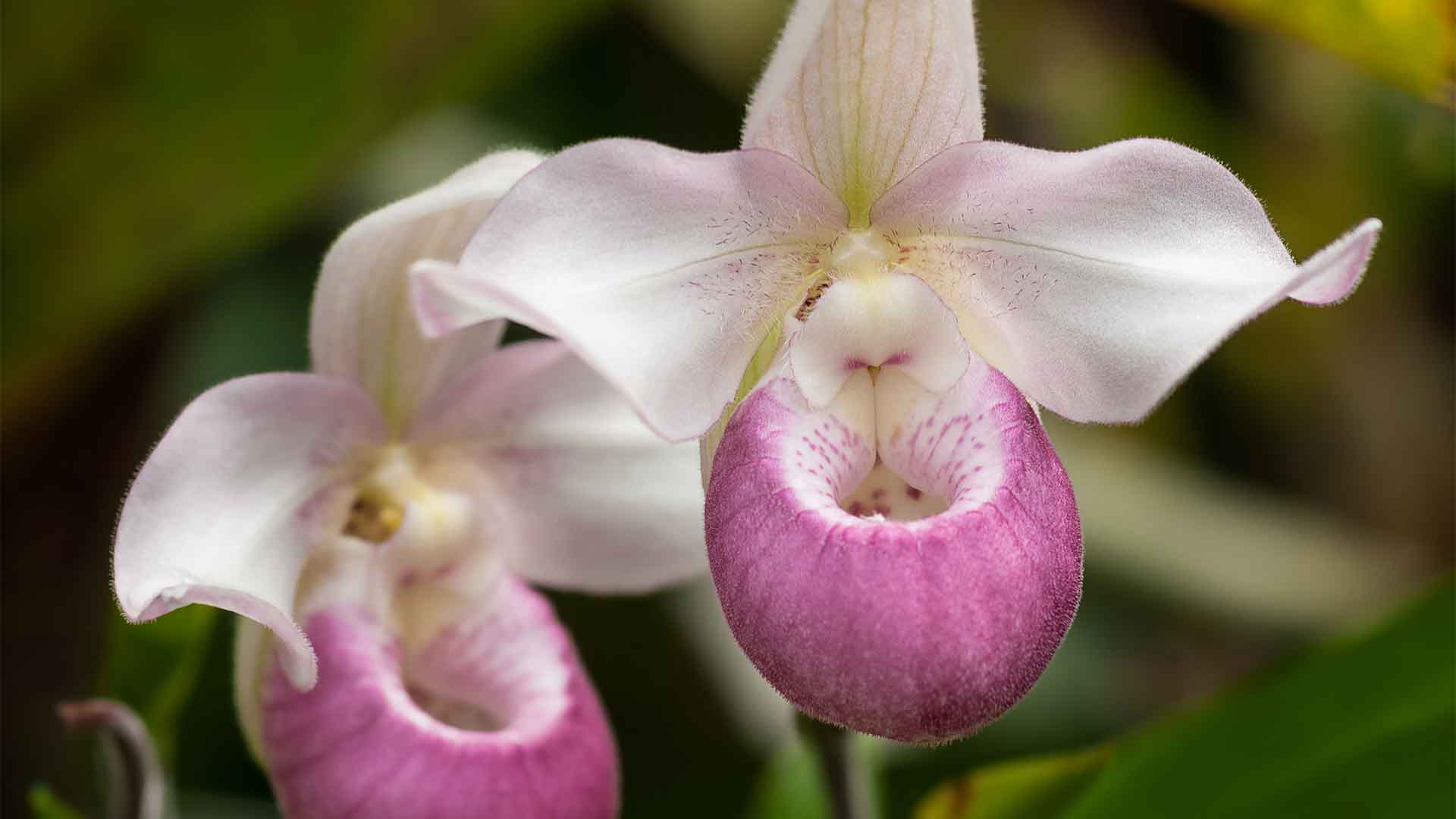 Showy Lady's Slipper: a pink and white flower that looks like an orchid