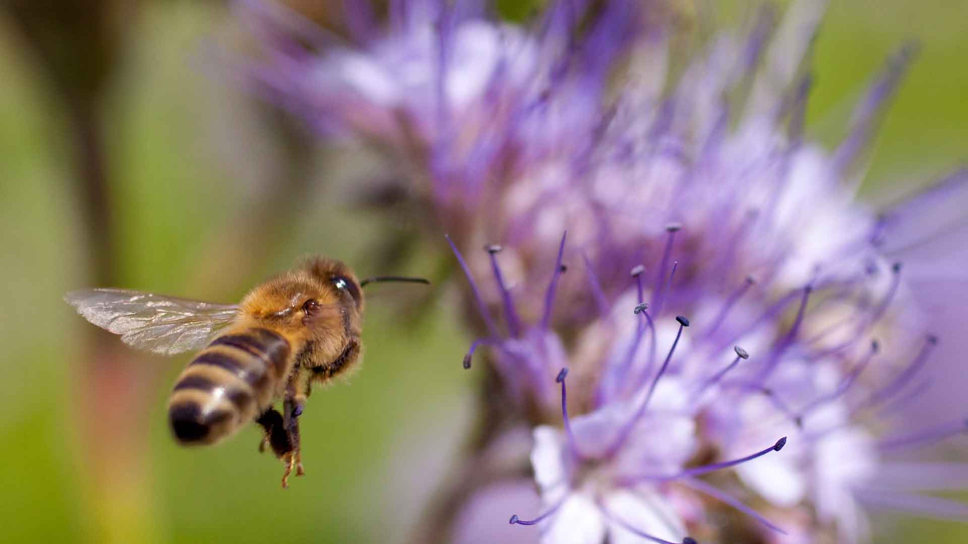 Bee going to purple flowers