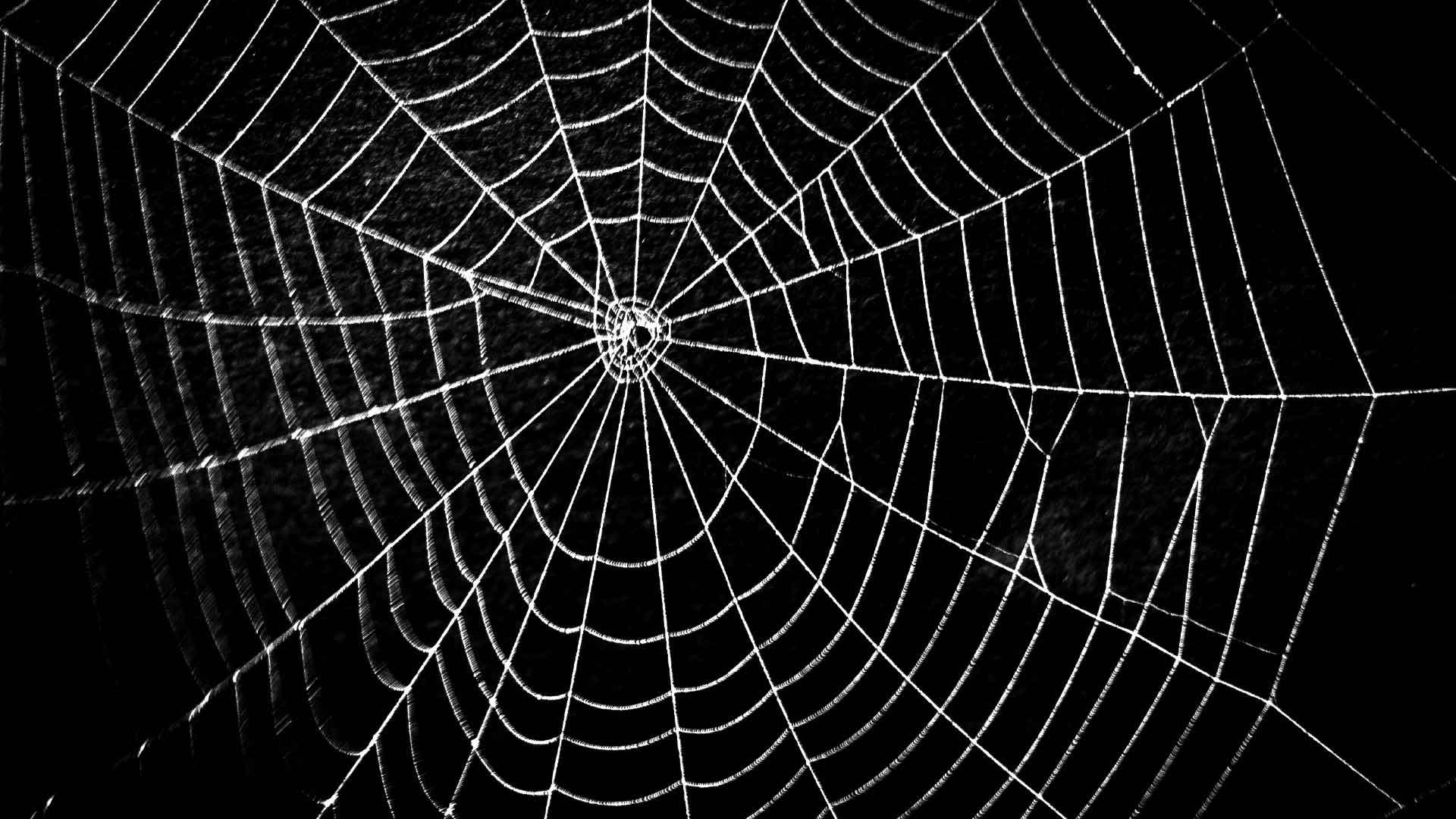 Spiderweb with a black background