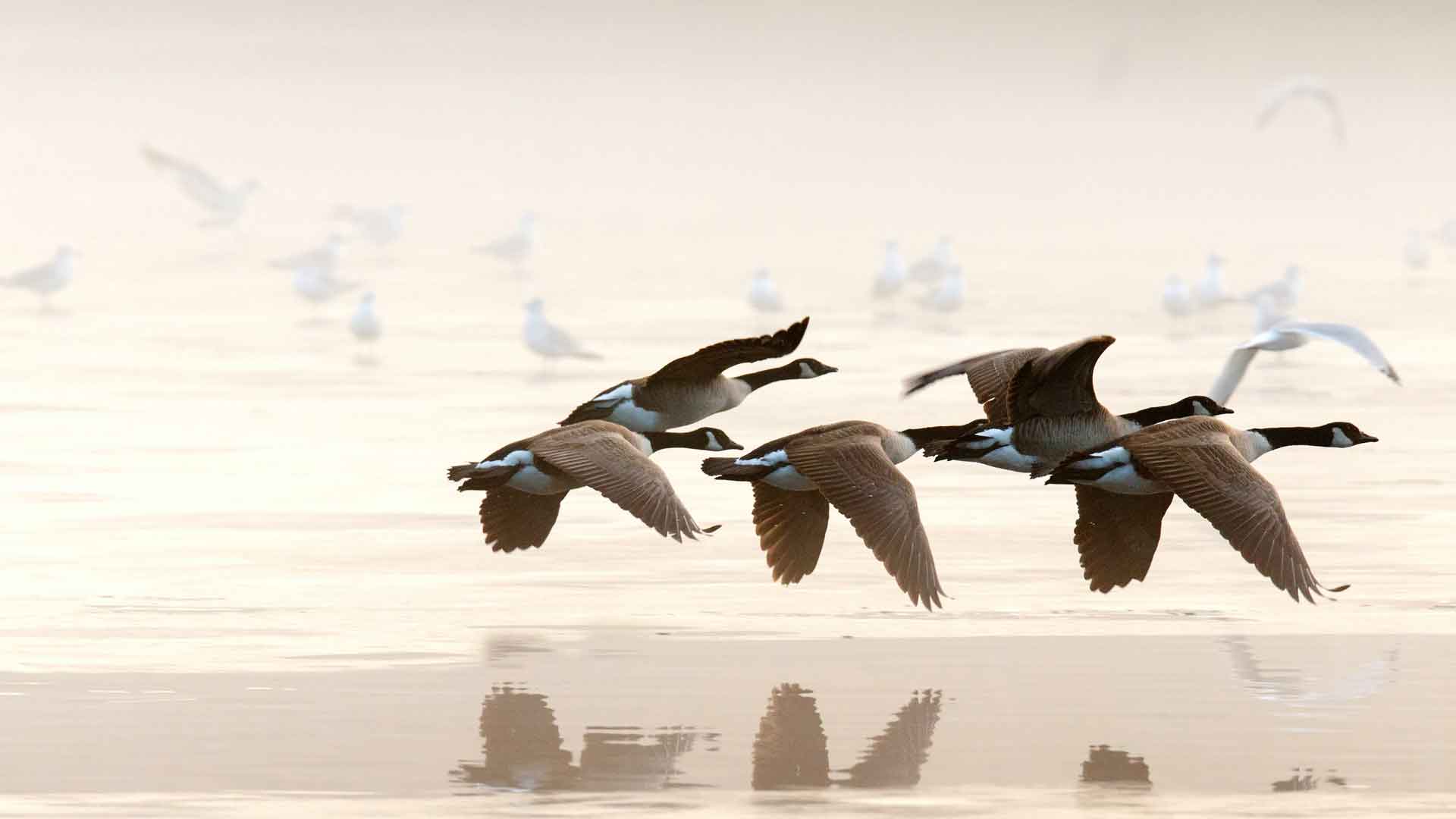 Canada geese flying over wet sand