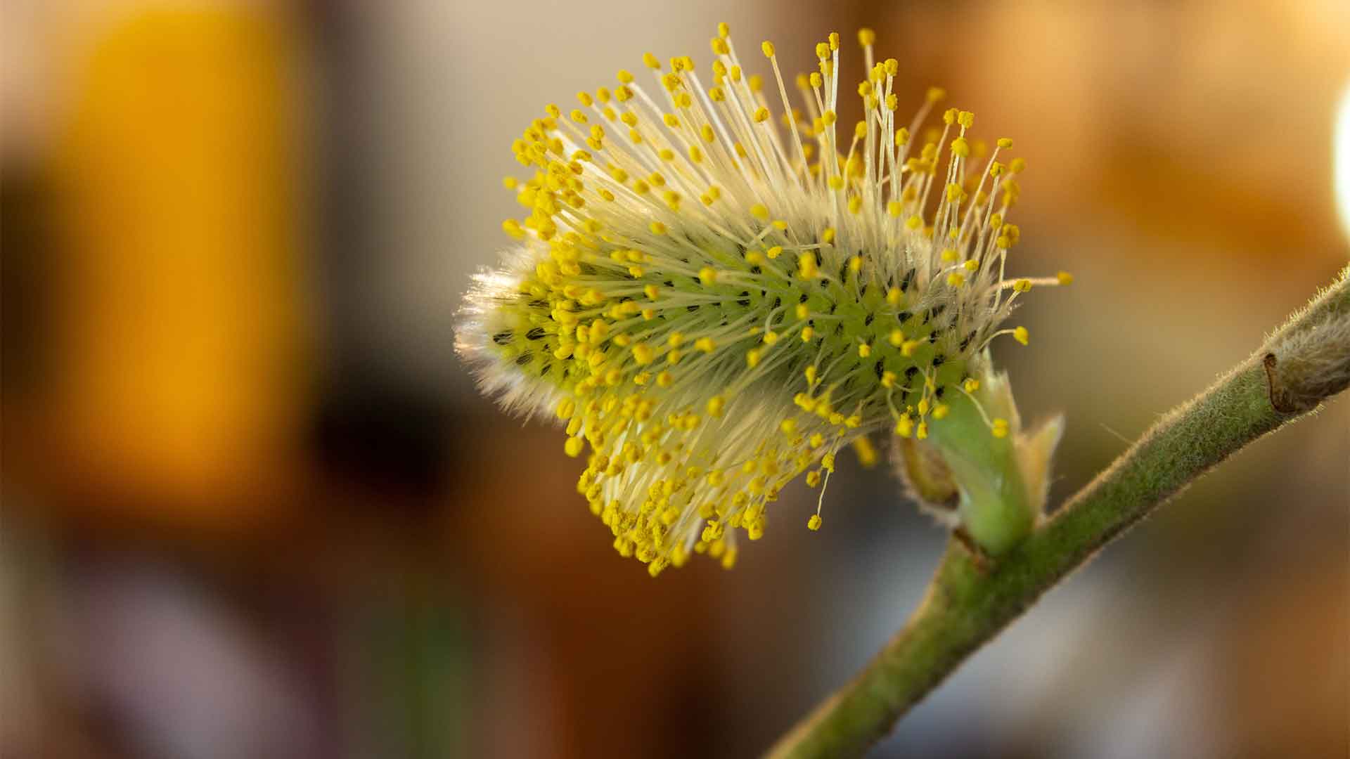 A flower without petals, called a catkin, on a branch