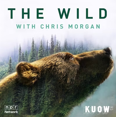 Brown bear with "The Wild with Chris Morgan" NPR Network/KUOW
