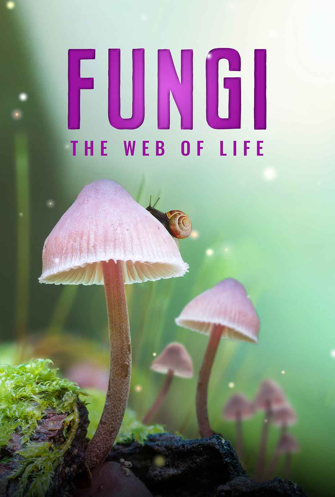 Fungi: Web of Life poster with mushrooms and a snail