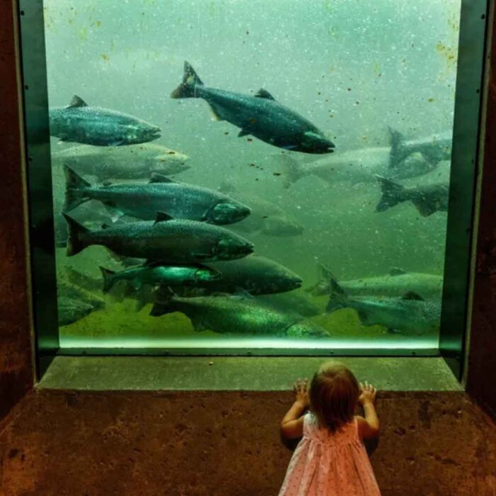 Child looking at salmon at the Ballard Locks