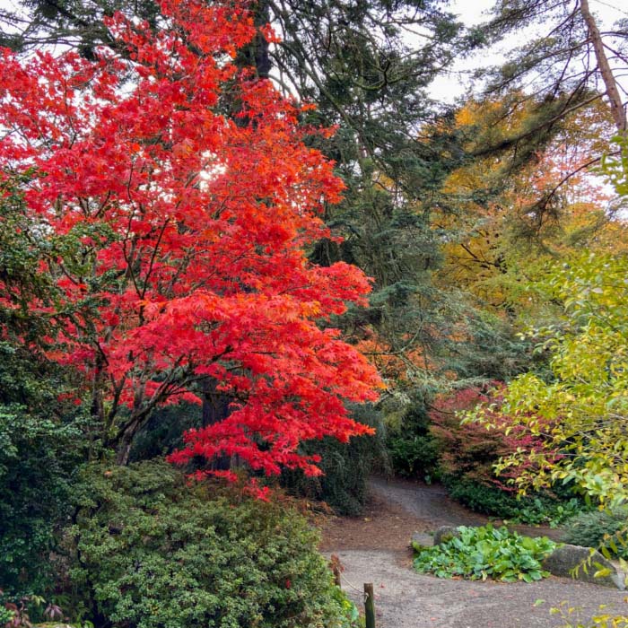 Japanese maple and other trees in Pacific Northwest