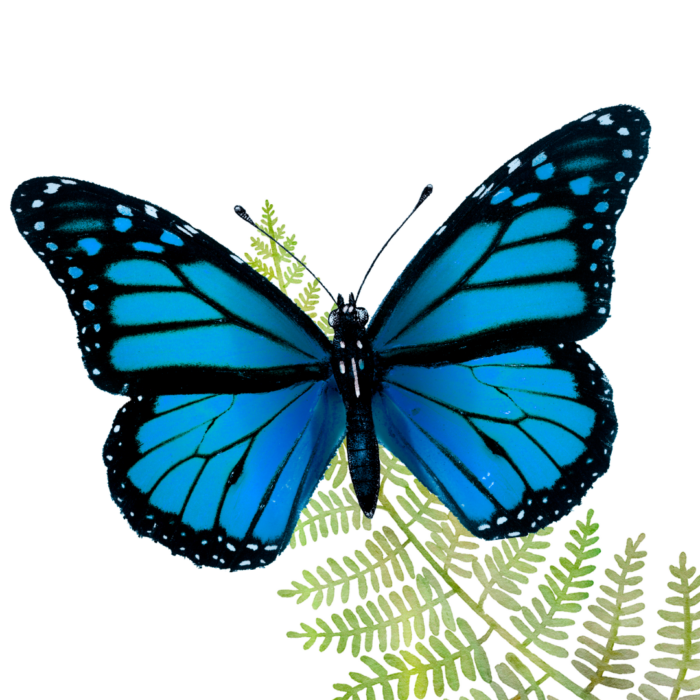 blue morpho butterfly in front of a fern