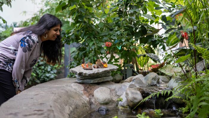 Woman looking at butterflies eating fruit in the tropical butterfly house