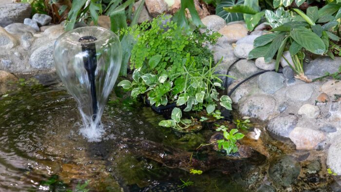 pond and water spring in the tropical butterfly house