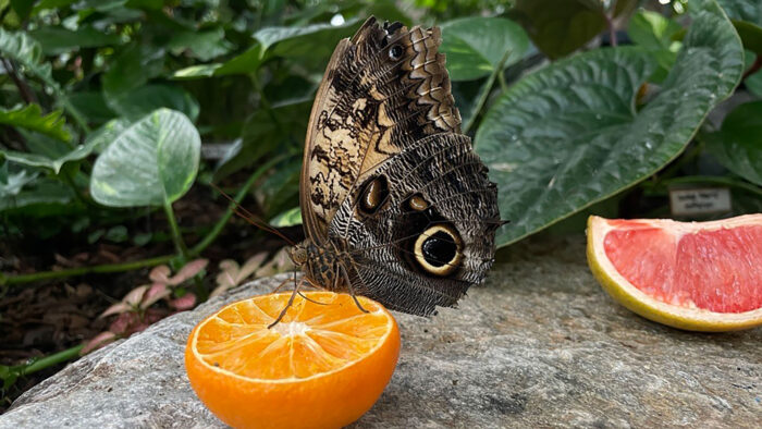 butterfly eating an orange