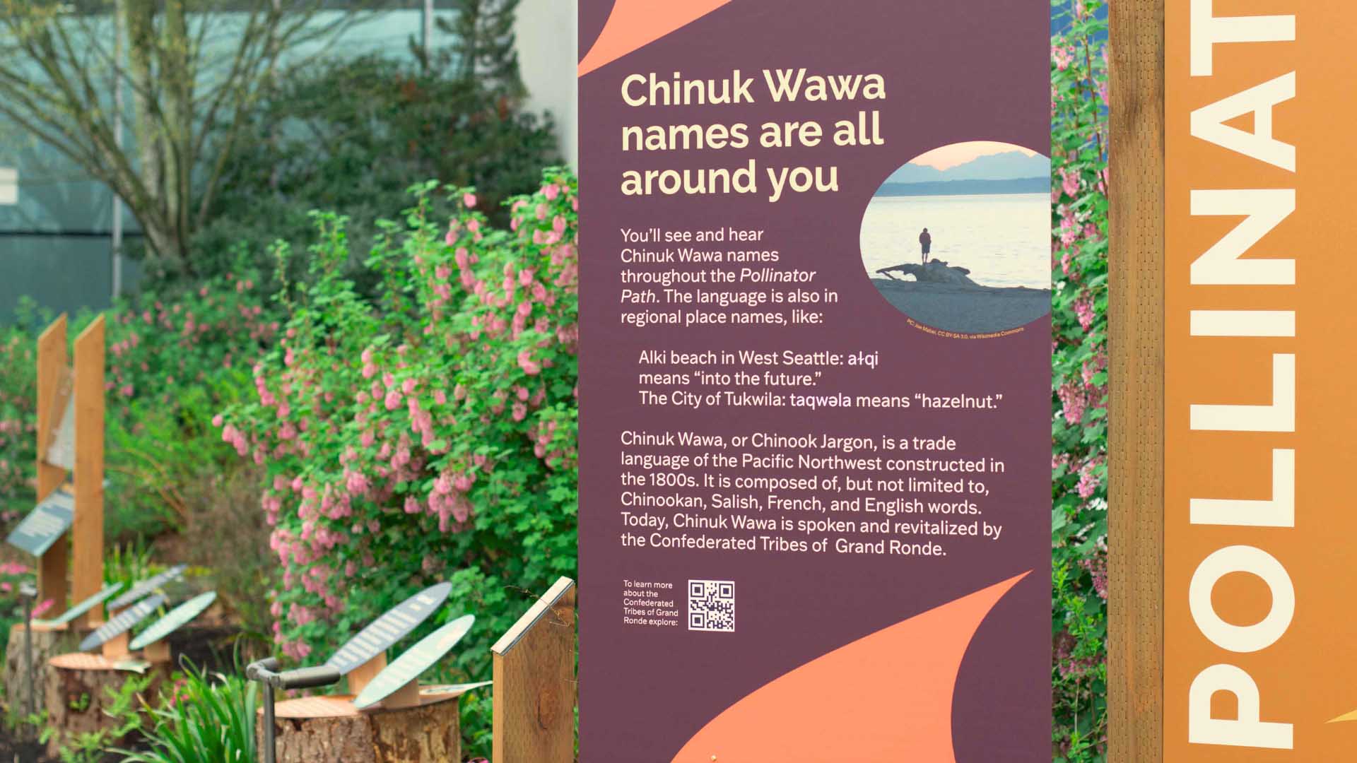 Pollinator Path signage among our garden. The sign describes information about Chinuk Wawa, which means Chinook Jargon, a composition of Chinookan, Salish, French, and English words.