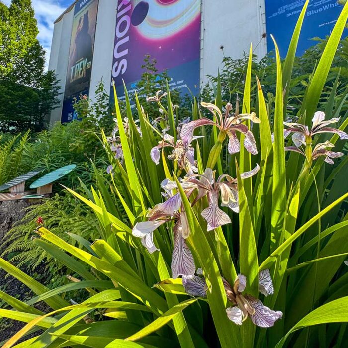 Flowers in the pollinator path