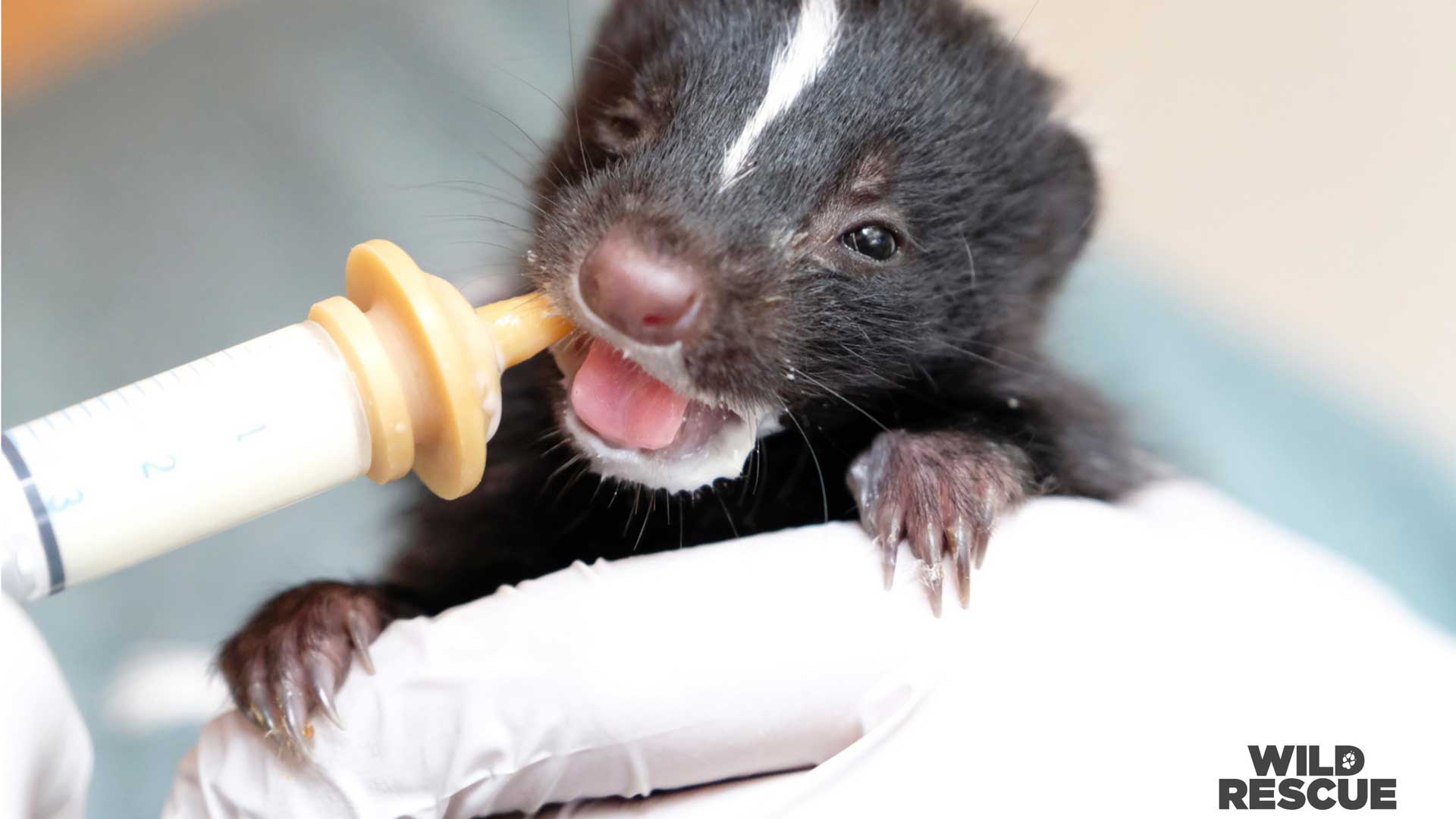 Wild Rescue - Pacific Science Center