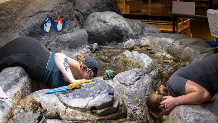 Two team members remove tide pool creatures from the tank