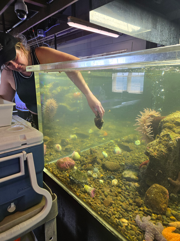 Rachel Nelson placing sea creatures into a tank