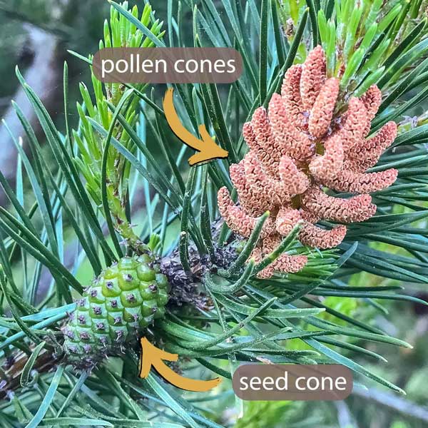 pollen cones and seed cone