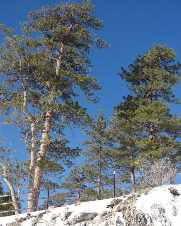 Ponderosa Pine Tree
