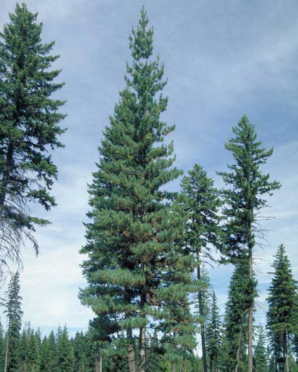 Western White Pine Tree
