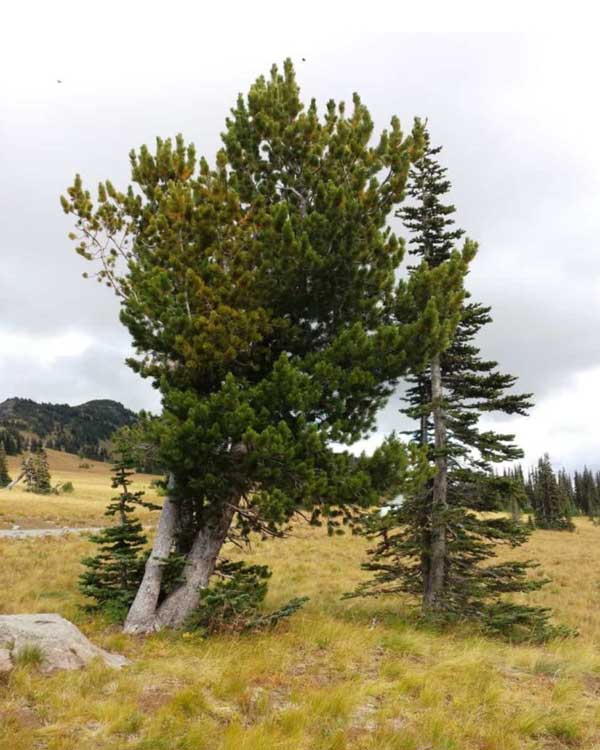 White Bark Pine Tree