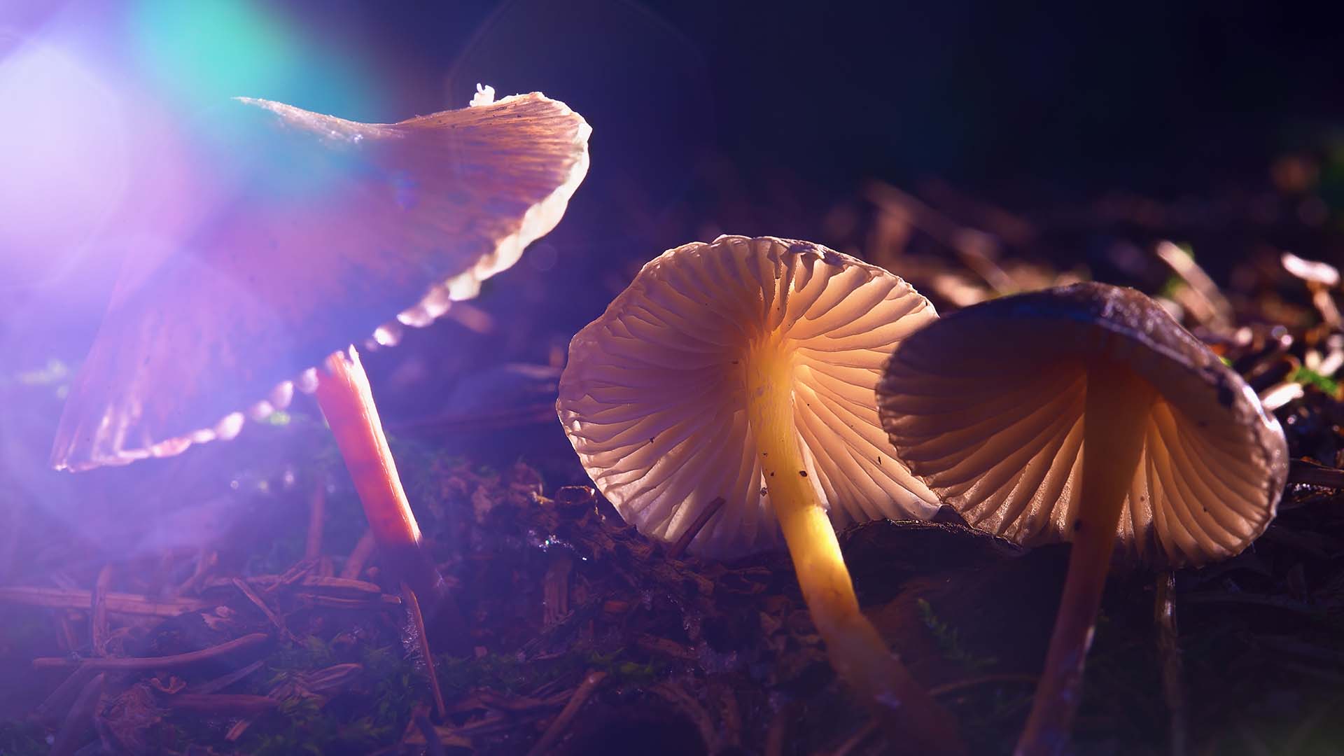 Three mushrooms in the dark