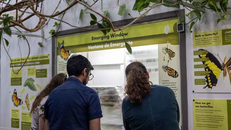 Three people looking in the Emerging Window in the Tropical Butterfly House